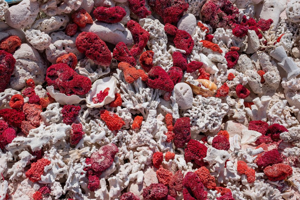 Ask the Herbal Pharmacist About Coral Minerals