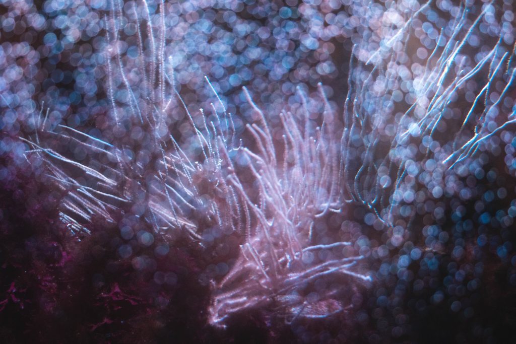 Is Coral a Mineral? The Ecology of Coral