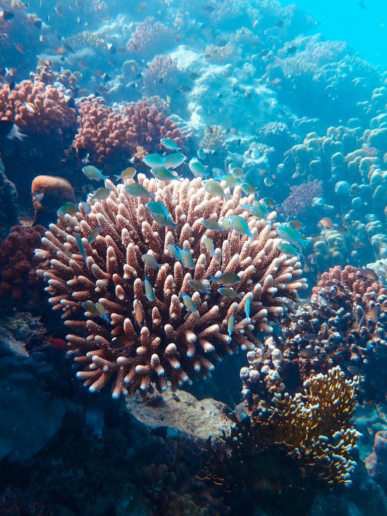 Underwater coral