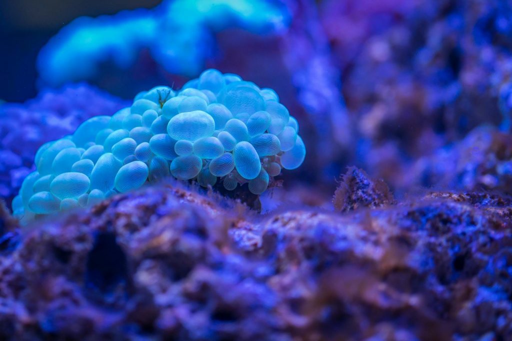 Bubble Coral