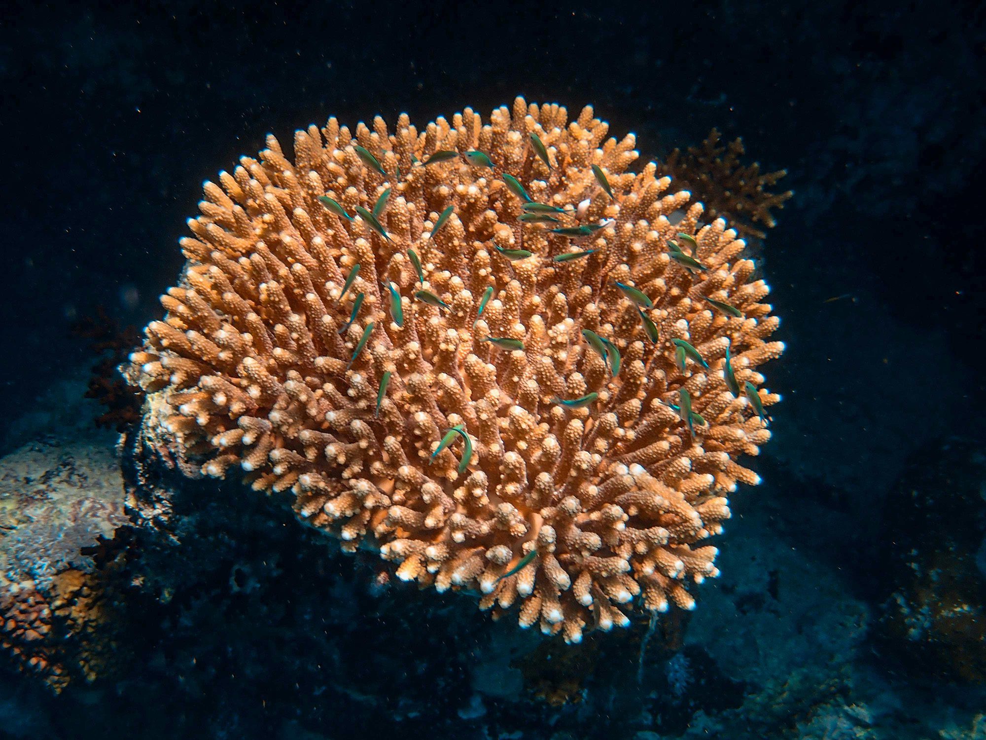 Coral